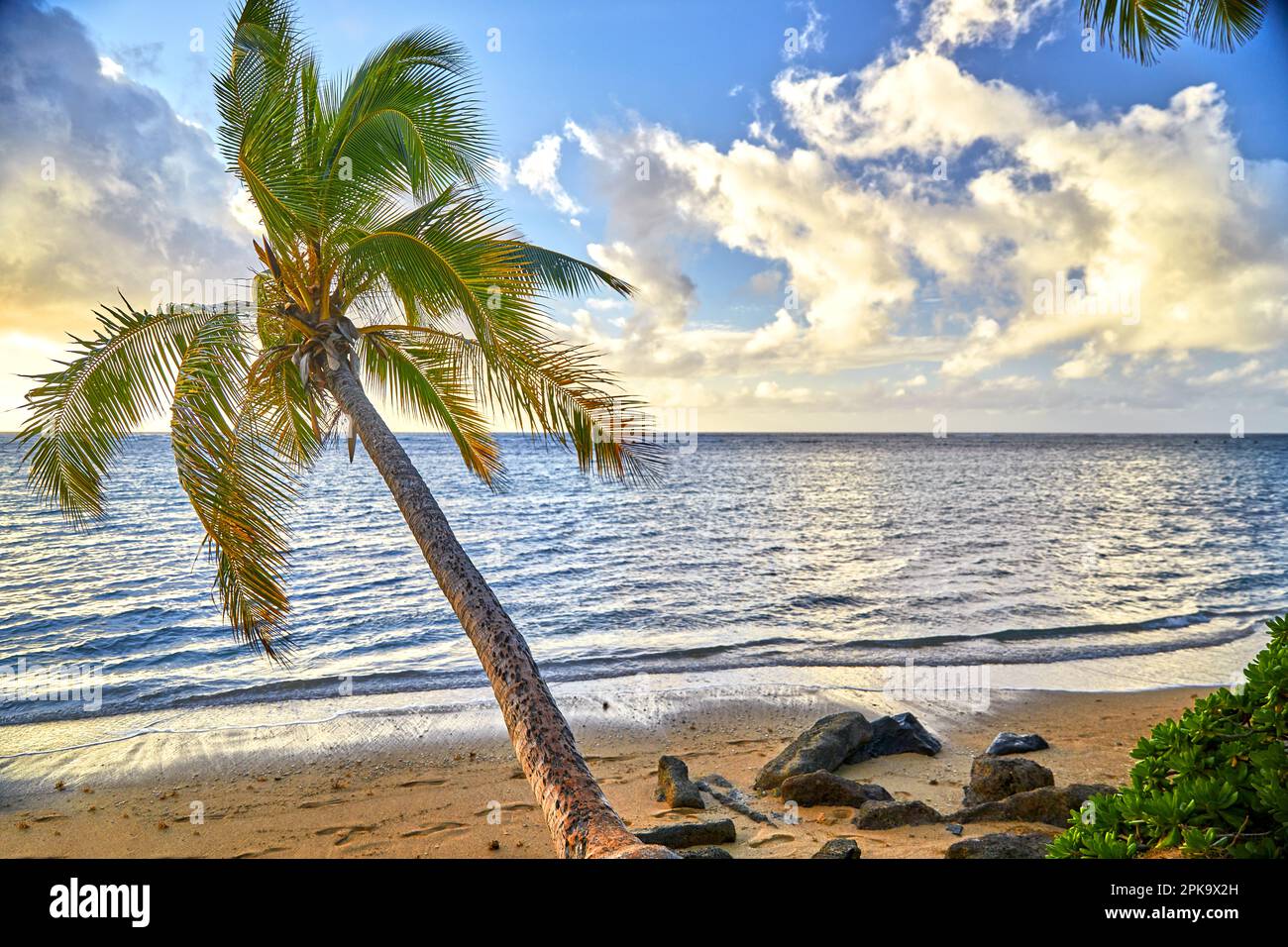 Morgenlicht auf einsamer Palme Stockfoto