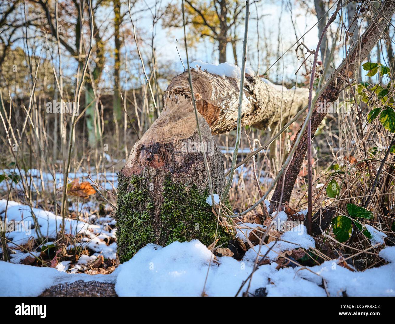 Landschaft auf Usedom im Winter, Halbinsel Cosim, Biberschaden, Baumstamm gefällt Stockfoto