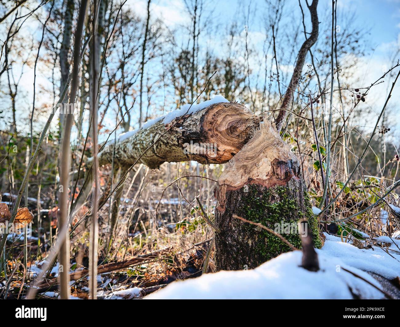 Landschaft auf Usedom im Winter, Halbinsel Cosim, Biberschaden, Baumstamm gefällt Stockfoto