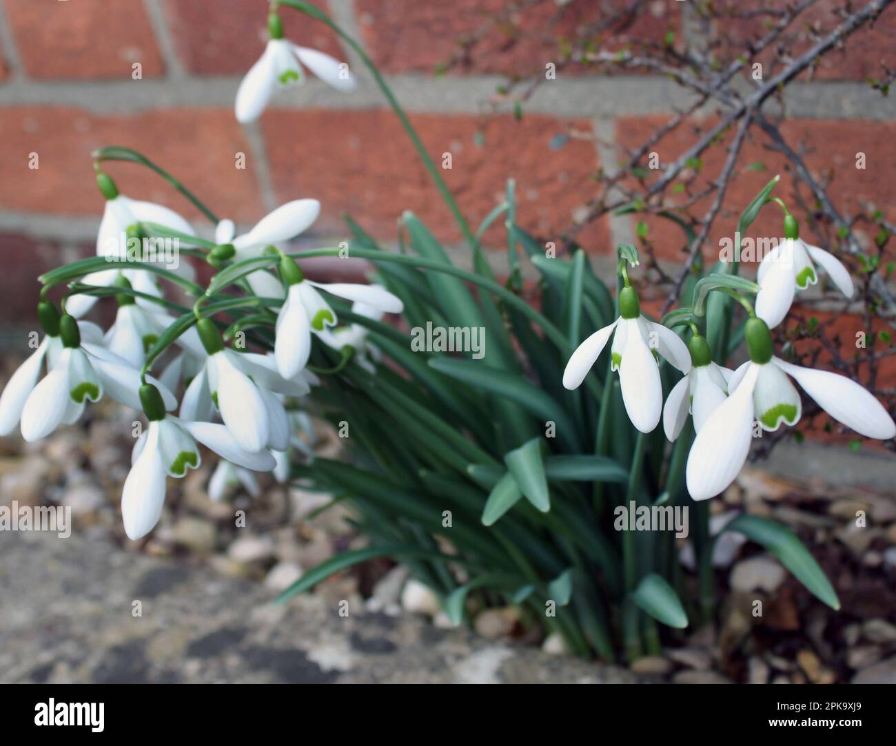 Schneeglöckchen (Galanthus nivalis) Blüten der Hoffnung im Spätwinter Stockfoto