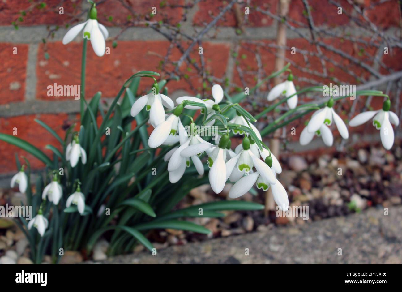 Schneeglöckchen (Galanthus nivalis) Blüten der Hoffnung im Spätwinter Stockfoto