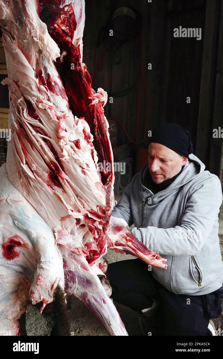 06.03.2021, Deutschland, Mecklenburg-Vorpommern, Neu Kaetwin - Mann, der einem geschossenen Wildschwein die Haut schält. 00S210306D003CAROEX.JPG [MODELLVERSION: Stockfoto