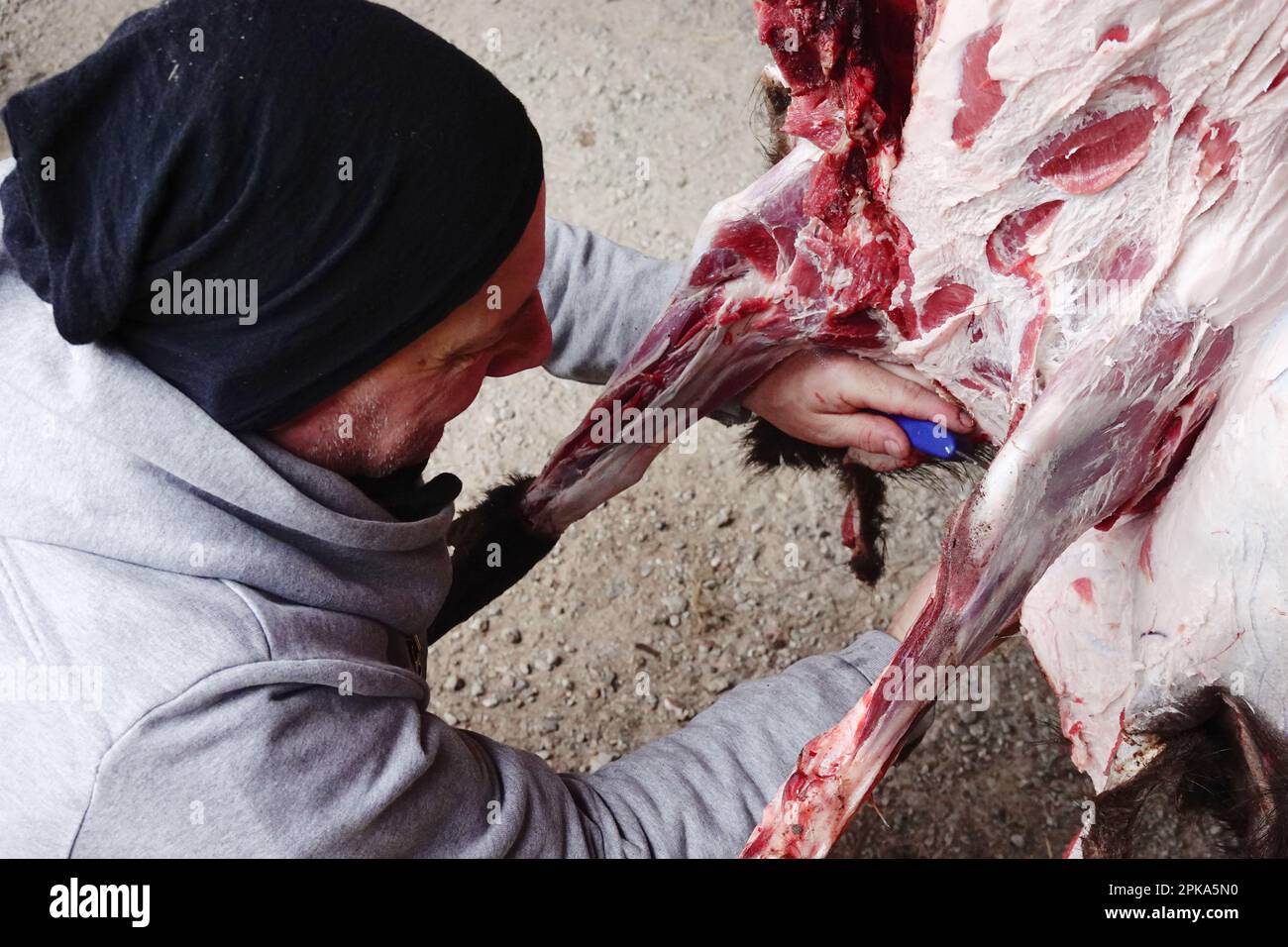 06.03.2021, Deutschland, Mecklenburg-Vorpommern, Neu Kaetwin - Mann, der einem geschossenen Wildschwein die Haut schält. 00S210306D002CAROEX.JPG [MODELLVERSION: Y Stockfoto