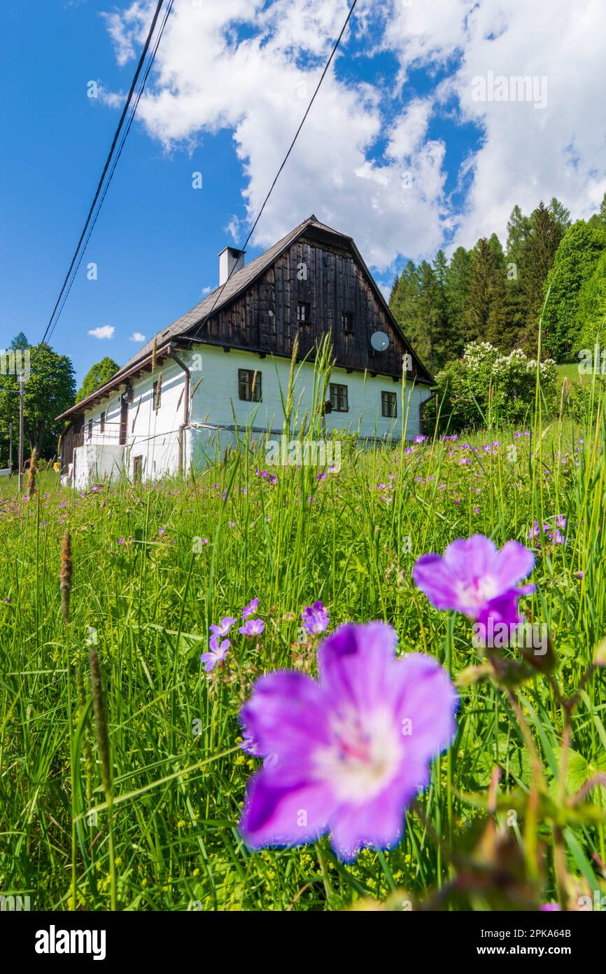 Mala Moravka (Klein Mohrau), typisches mährisches Holzhaus in Mährisch-Schlesien, Tschechien Stockfoto