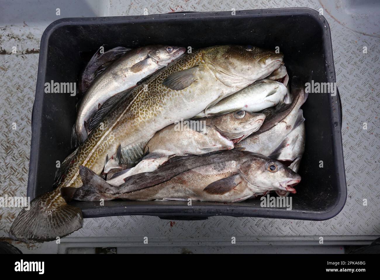 12.04.2022, Norwegen, Trondelag, Vangshylla - frisch gefangener Kabeljau in einer Kiste. 00S220412D060CAROEX.JPG [MODELLVERSION: JA, EIGENSCHAFTENVERSION: NEIN (c) caro im Stockfoto