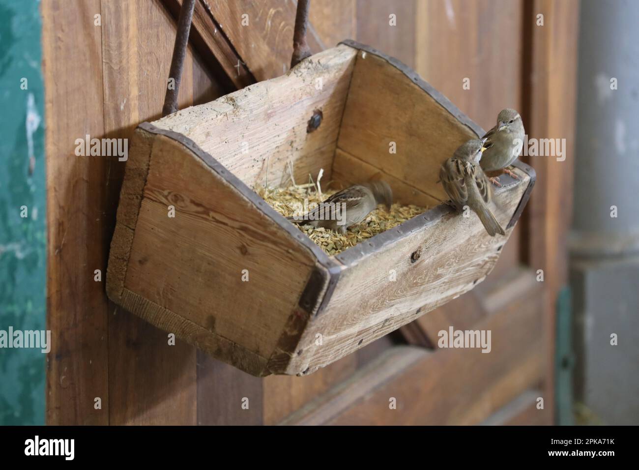29.05.2022, Deutschland, Sachsen, Graditz - Hausspatzen knacken Haferkerne aus einer Krippe. 00S220529D264CAROEX.JPG [MODELLVERSION: NICHT ANWENDBAR, EIGENSCHAFT Stockfoto