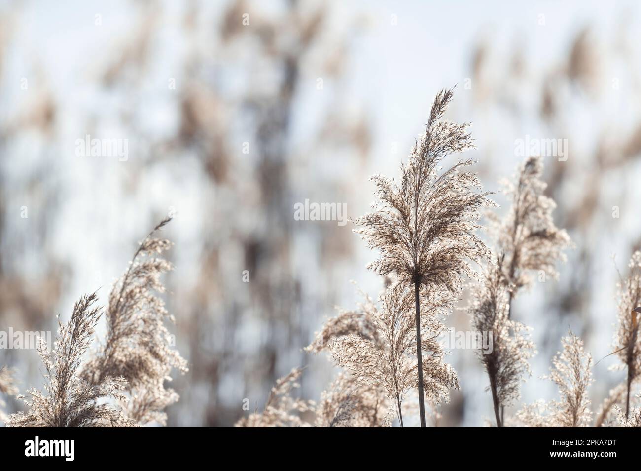 Schilfrost im Hintergrund, Lac d'Amance, Foret d'Orient Nature Park, Champagner, Frankreich, Grand Est Stockfoto