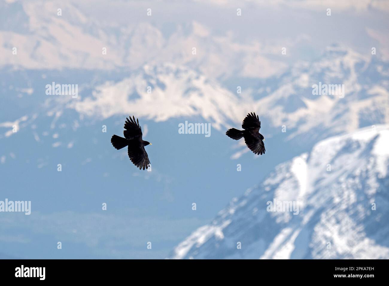Alpine Alpenkrähe im Flug Stockfoto