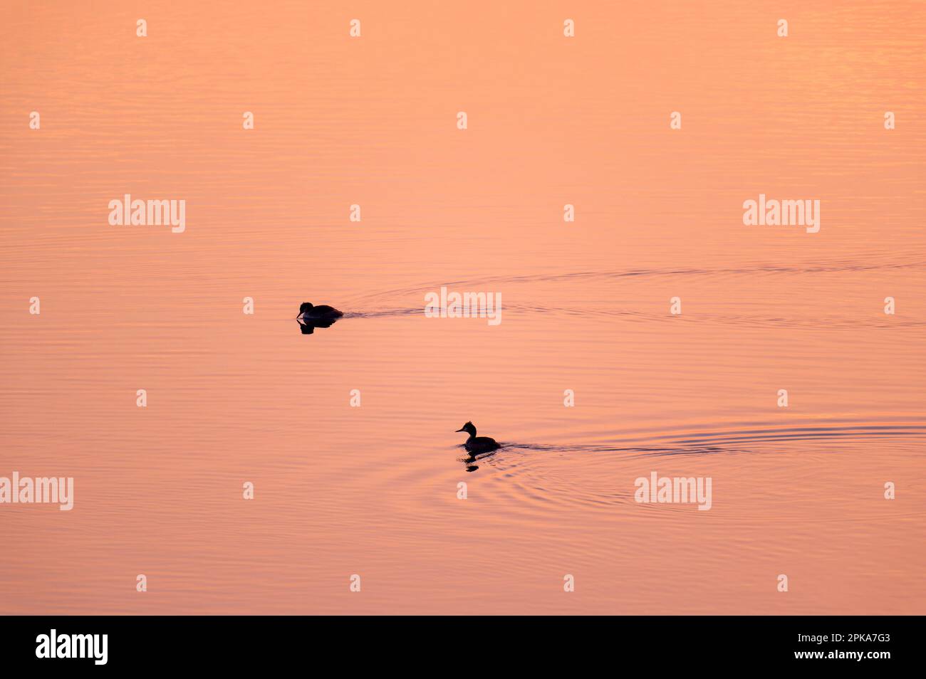 Abendliche Atmosphäre am Lac du Temple, Vögel schwimmen auf dem See, Hintergrundlicht zum Sonnenuntergang, Foret d'Orient Naturpark, Champagner, Frankreich, Grand Est Stockfoto