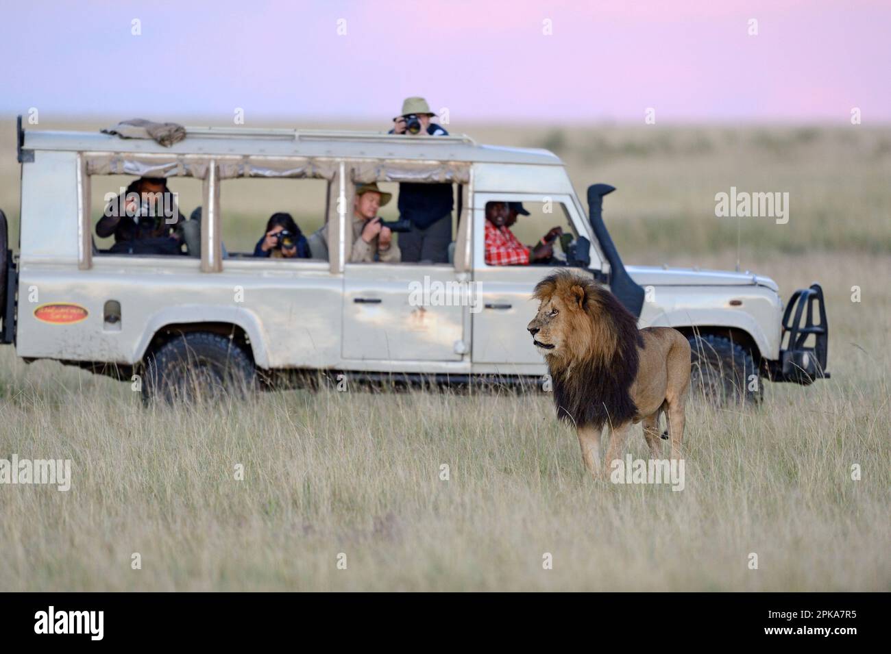 Maned Lion (Panthera leo) und Tourist-Jeep, Maasai Mara Wildlife Sanctuary, Kenia. Stockfoto