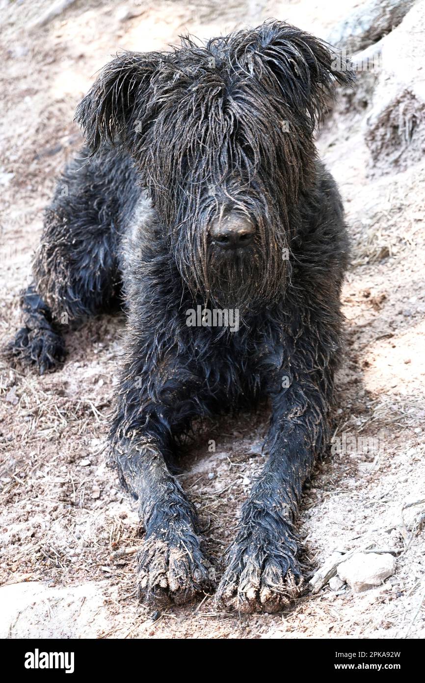 20.07.2022, Italien, Südtirol, Wolfsgruben - schmutziger Riesenschnauzer liegt auf dem Boden. 00S220720D155CAROEX.JPG [MODELLVERSION: NICHT ZUTREFFEND, KORREKT Stockfoto