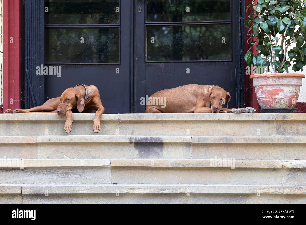 23.08.2022, Deutschland, Rheinland-Pfalz, Ingelheim - Hunde der Rasse Magyar Vizsla, die vor einem Hauseingang schlafen. 00S220823D168CAROEX.JPG Stockfoto