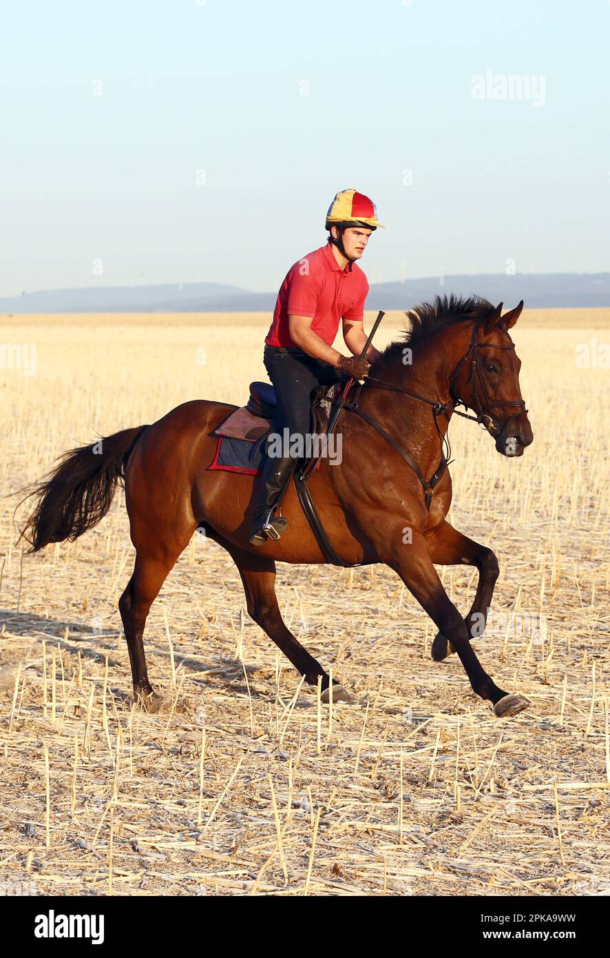 23.08.2022, Deutschland, Rheinland-Pfalz, Ingelheim - Reiten und Reiten über ein Stoppelfeld. Paul-Heinrich Rodde auf Turfloewe. 00S220823D557CAR Stockfoto