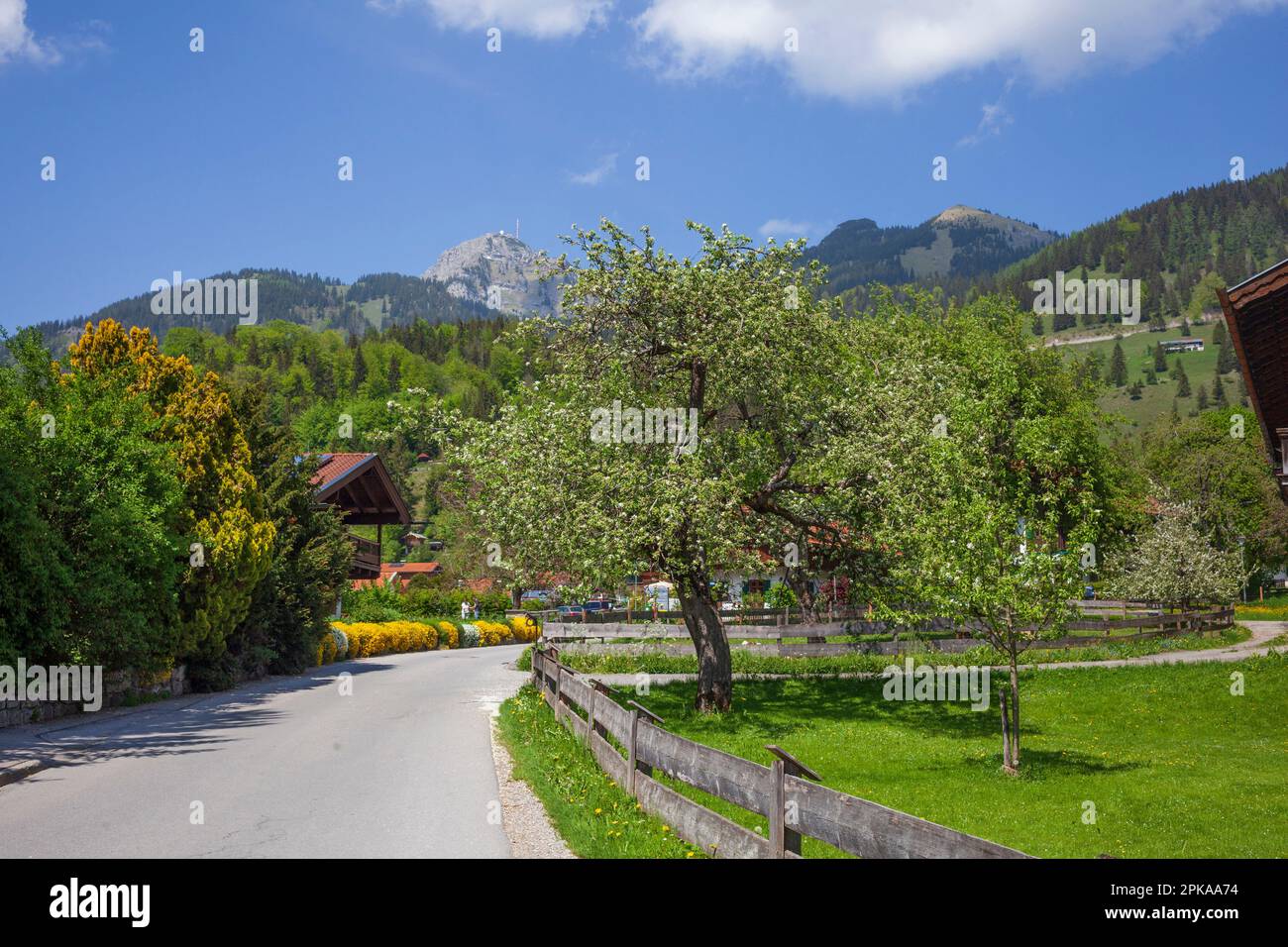 Straße mit Bäumen im Frühling, Bayrischzell, Oberbayern, Bayern, Deutschland, Europa Stockfoto