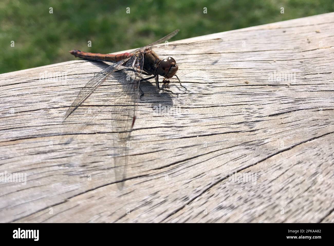 23.09.2022, Deutschland, Brandenburg, Neuenhagen - Deutschland - Libelle, die auf einem Stück Holz sitzt. 00S220923D664CAROEX.JPG [MODELLVERSION: NICHT ZUTREFFEND, Stockfoto