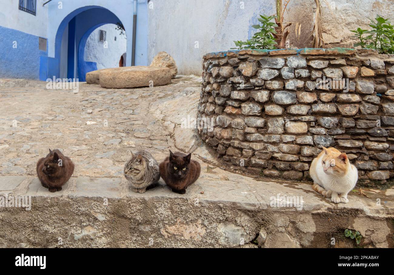 Marokko, Chefchaouen, die Blaue Stadt, Medina, Altstadt, Katzen Stockfoto