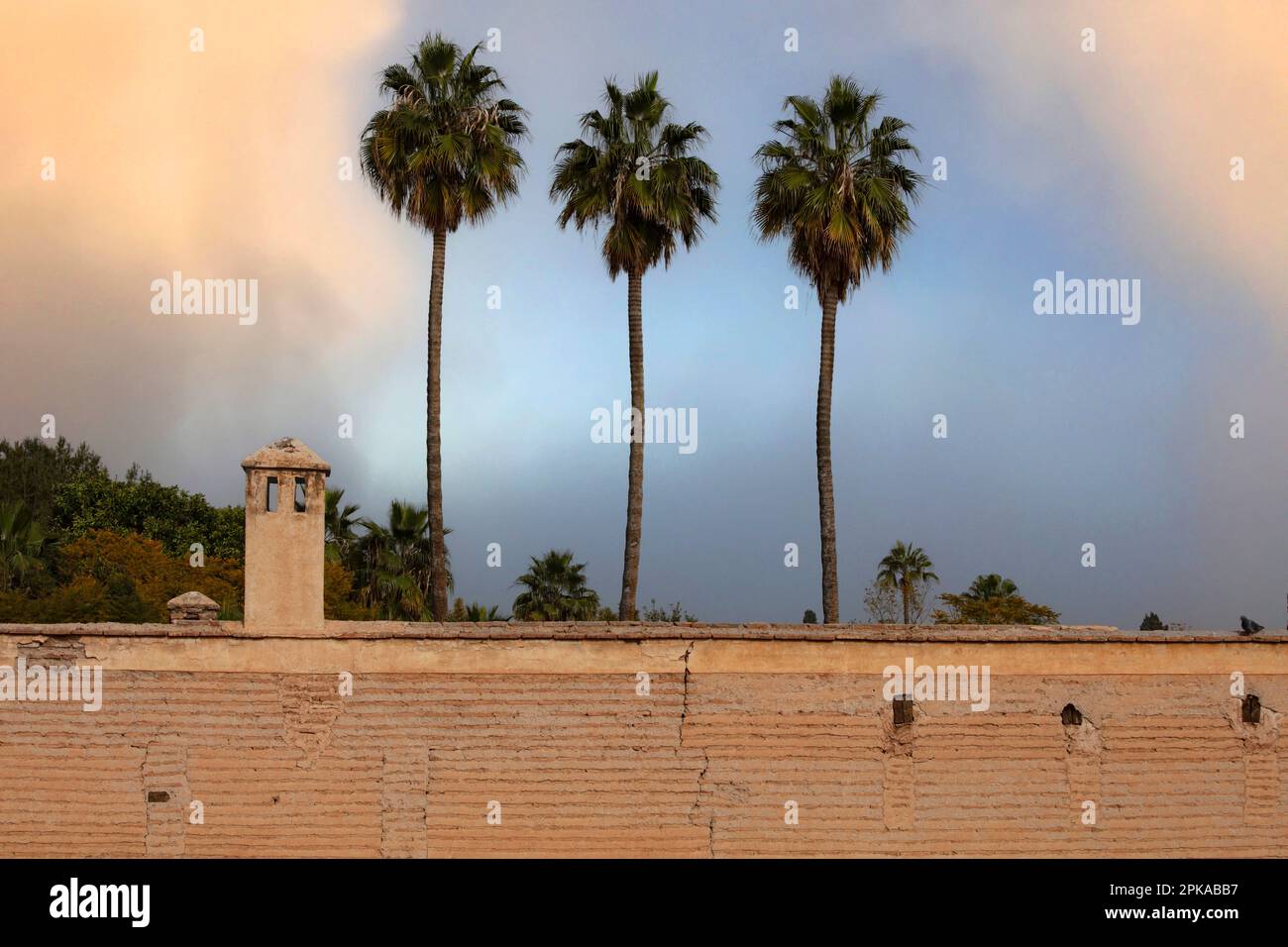 Marokko, Marrakesch, 3 Palmen, Wand, Abendlicht, medina, Altstadt Stockfoto