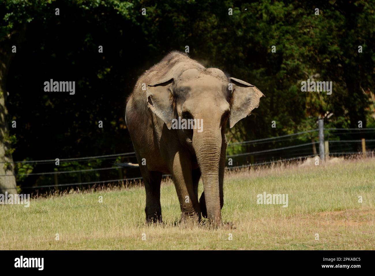 Elefant Stockfoto