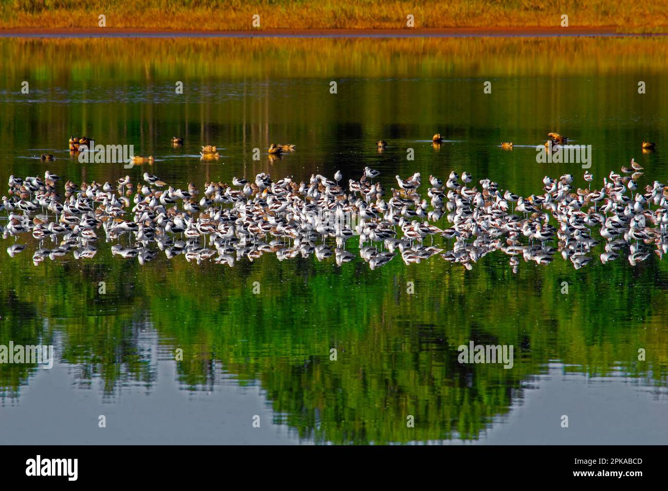 Küstenvögel, die sich im Bombay Hook National Wildlife Refuge, Delaware, ausruhen Stockfoto