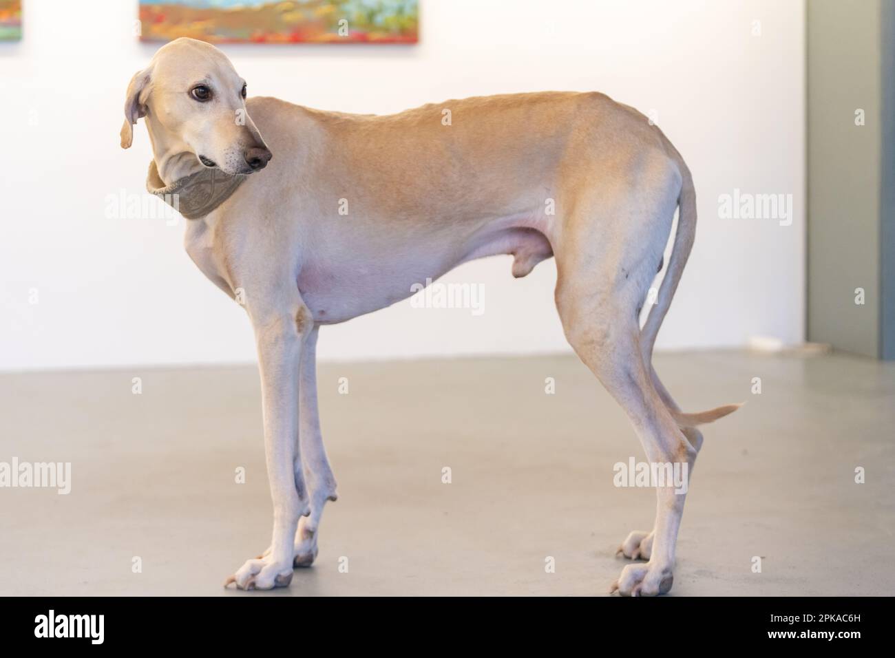 Porträt eines eleganten Sandhunds Sloughi Arabian Stockfoto