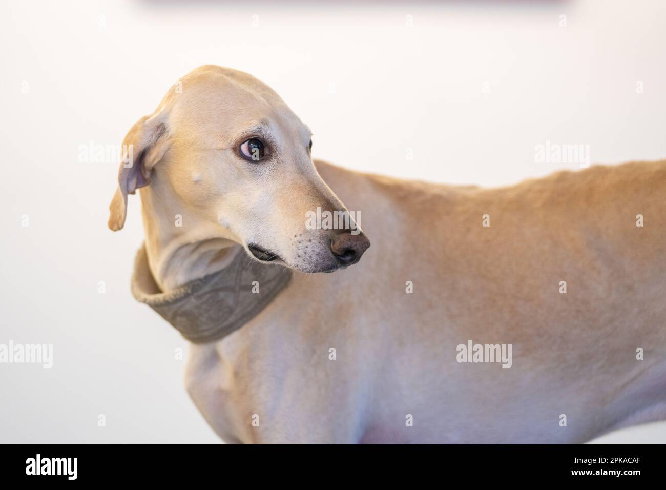 Porträt eines eleganten Sandhunds Sloughi Arabian Stockfoto