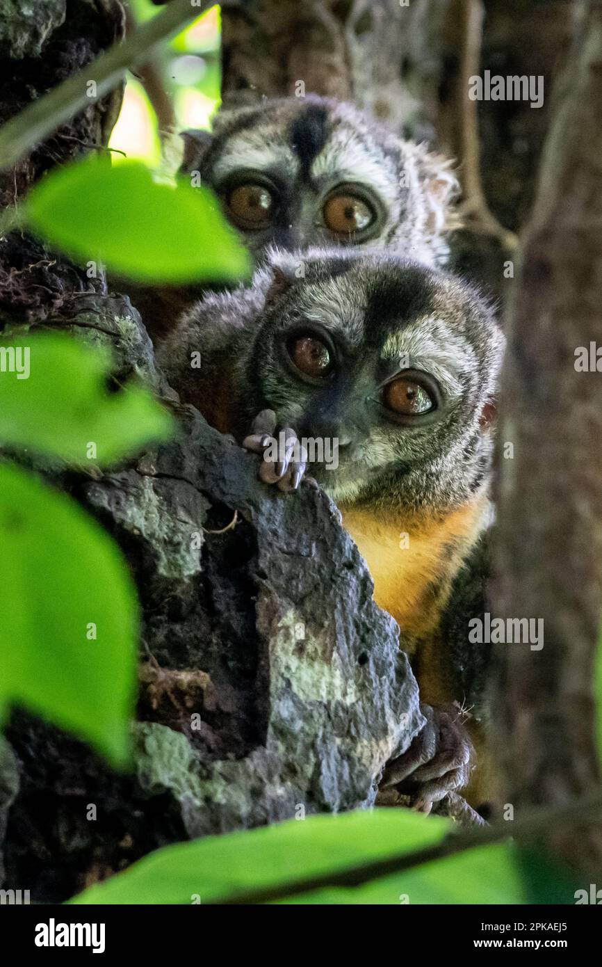 Night Monkeys (Aotus) im peruanischen Amazonas Stockfoto