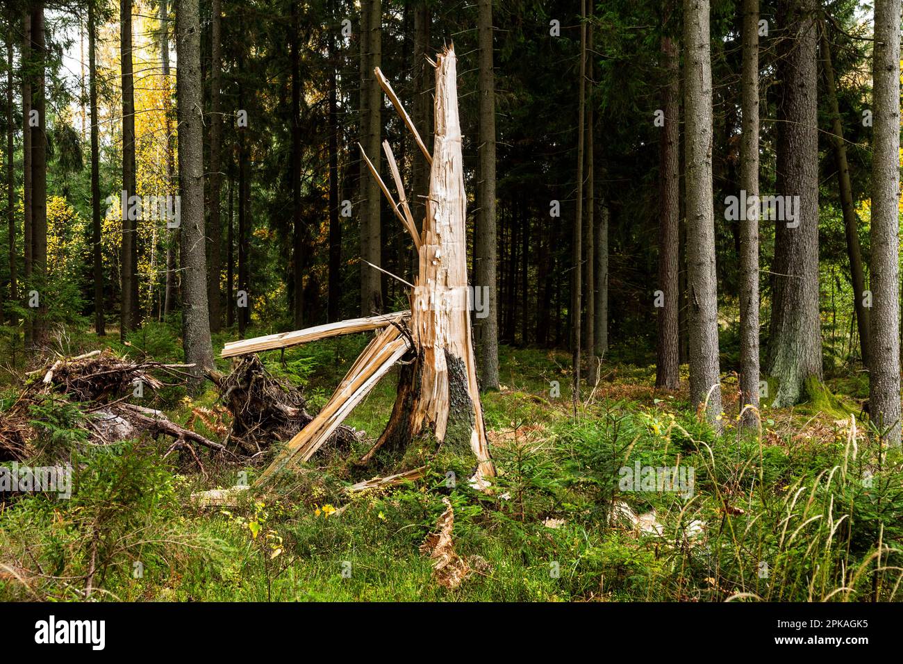 Europa, Polen, Woiwodschaft Warmian-Masurian, Puszcza Romincka / Romincka-Wald Stockfoto