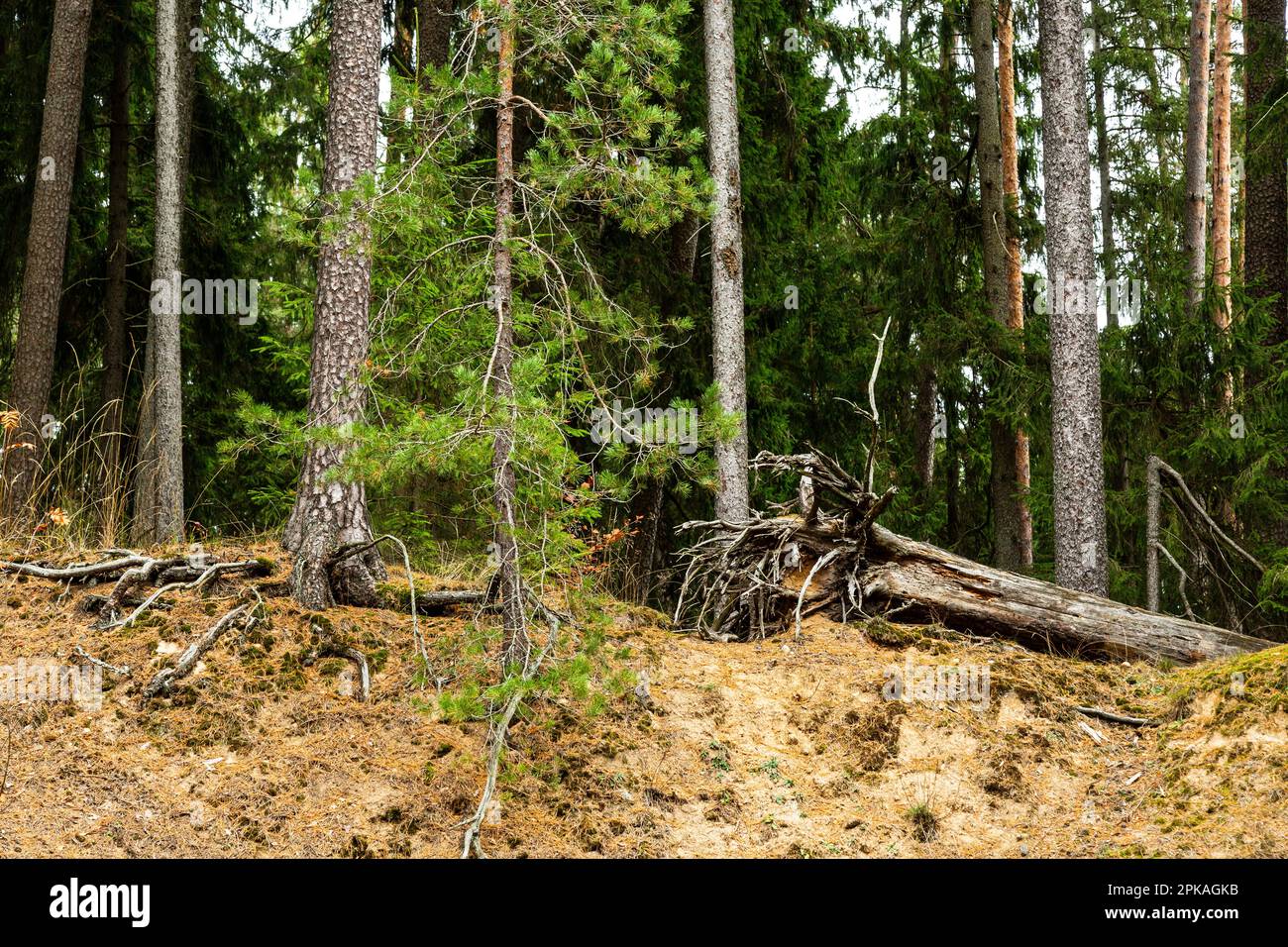 Europa, Polen, Woiwodschaft Warmian-Masurian, Puszcza Romincka / Romincka-Wald Stockfoto