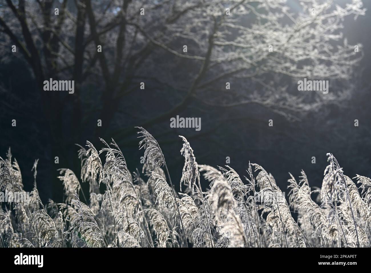 Fruchtbares Schilf ist mit Heisereif bedeckt und glänzt gegen das Licht, Morgenatmosphäre, Deutschland Stockfoto