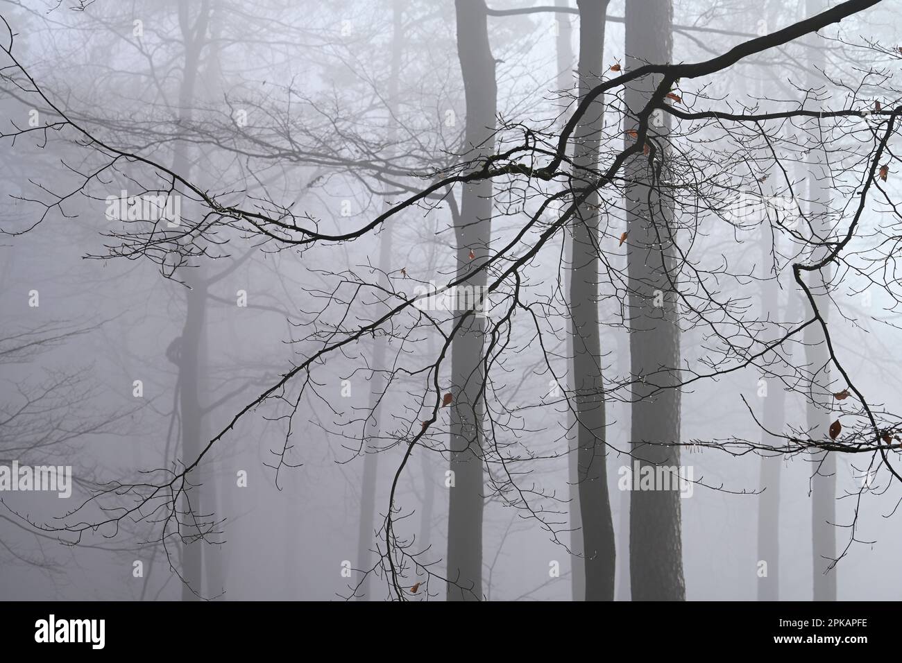 Nebelstimmung im Wald, durch den Mangel an Laub in den Wintermonaten kann man die feine Struktur der Äste, Deutschland, sehen Stockfoto