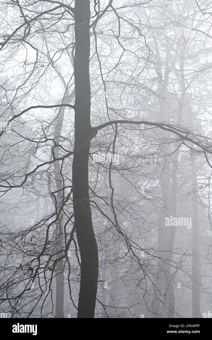 Nebelstimmung im Wald, durch den Mangel an Laub in den Wintermonaten kann man die feine Struktur der Äste, Deutschland, sehen Stockfoto