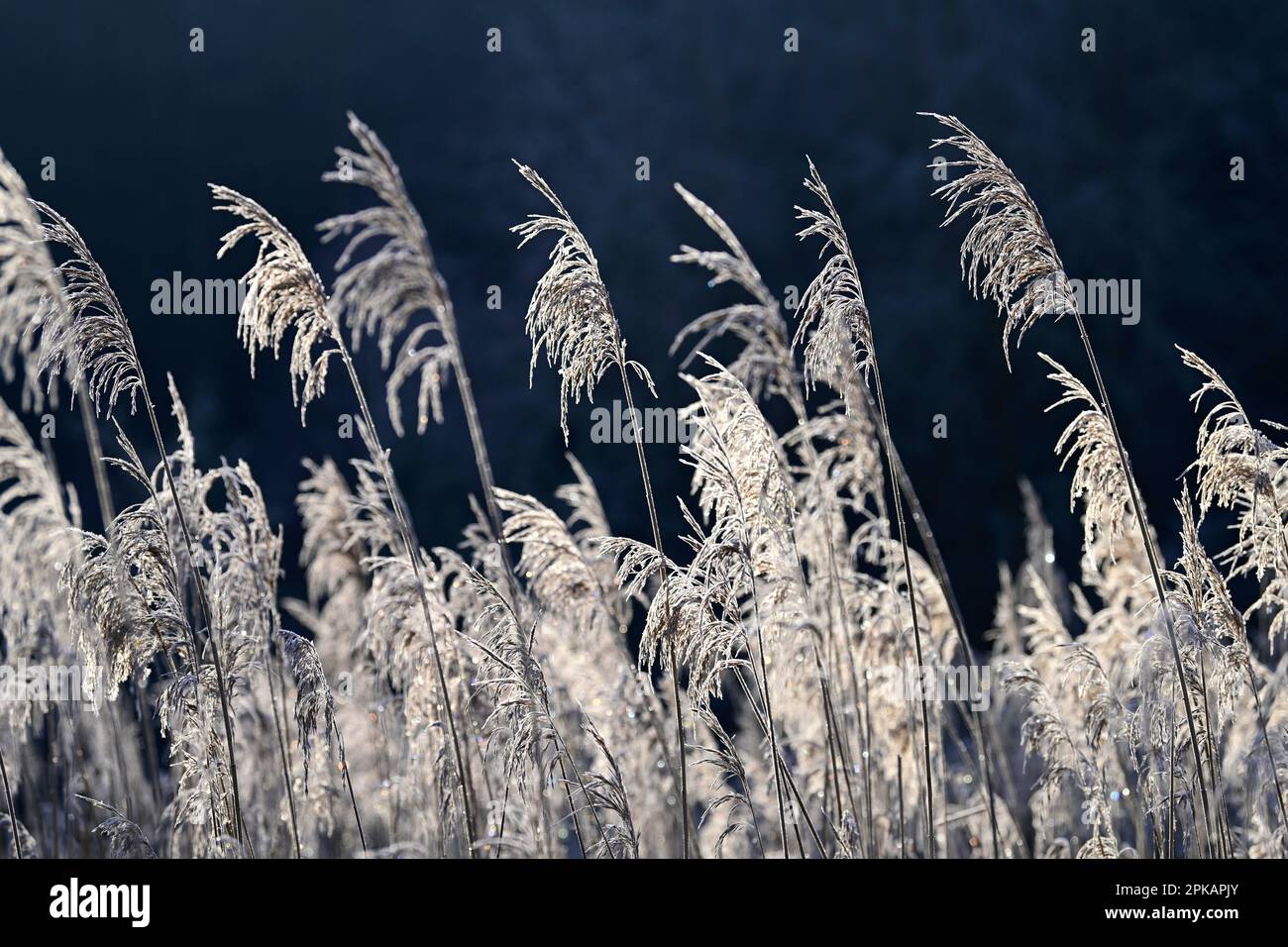 Fruchtbares Schilf ist mit Heisereif bedeckt und glänzt gegen das Licht, Morgenatmosphäre, Deutschland Stockfoto