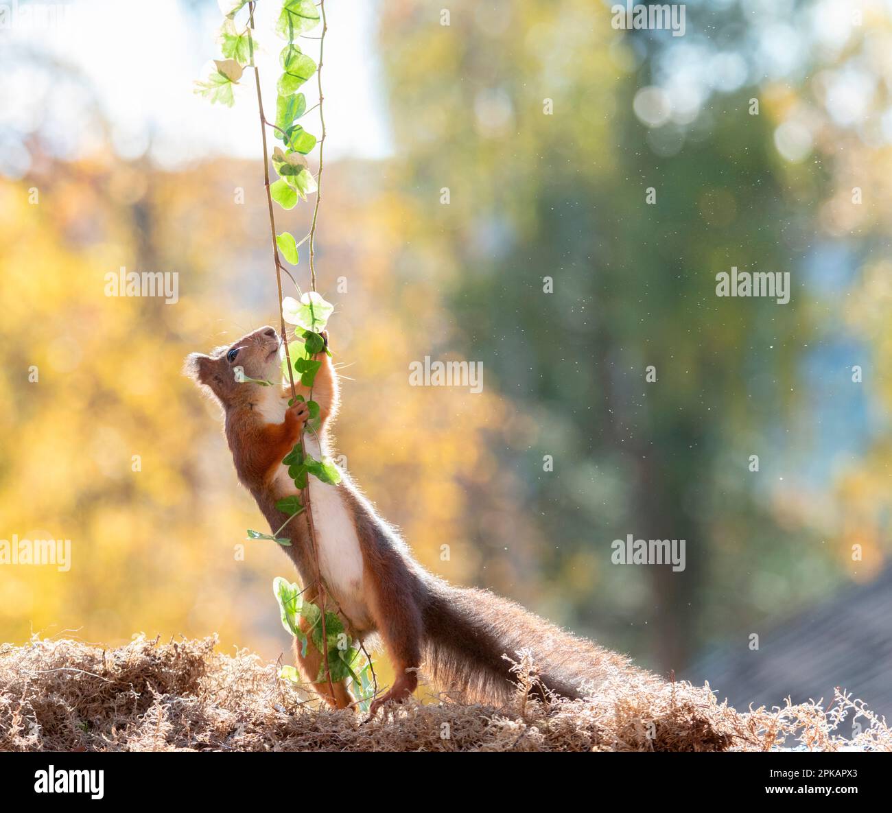 Rotes Eichhörnchen mit Efeu-Zweigen mit Blättern Stockfoto