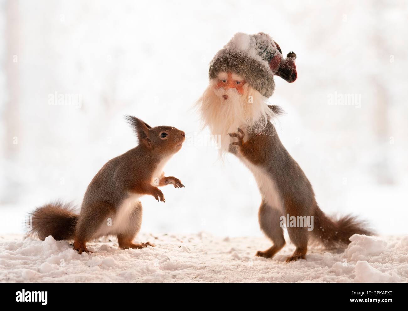 Rote Eichhörnchen mit weihnachtsmannmaske Stockfoto