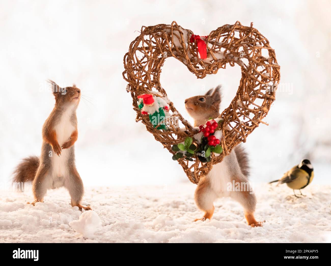 Rote Eichhörnchen mit einem Girlandherz im Schnee Stockfoto