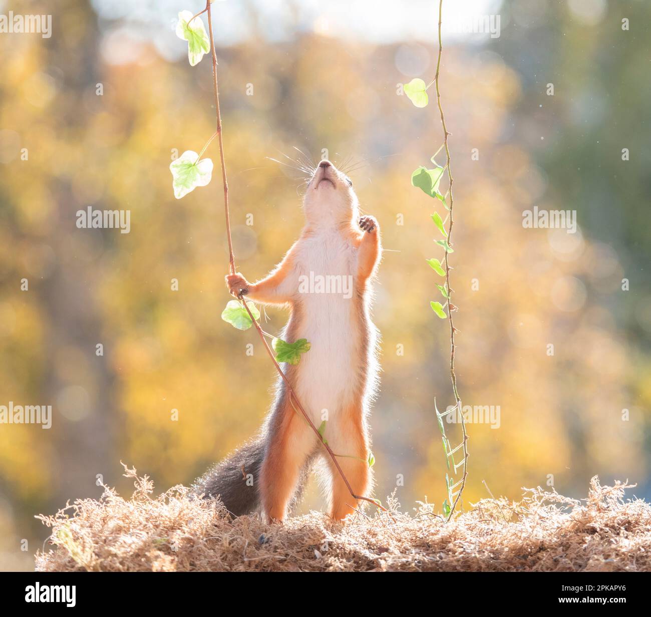 Rotes Eichhörnchen mit Efeu-Zweigen mit Blättern Stockfoto
