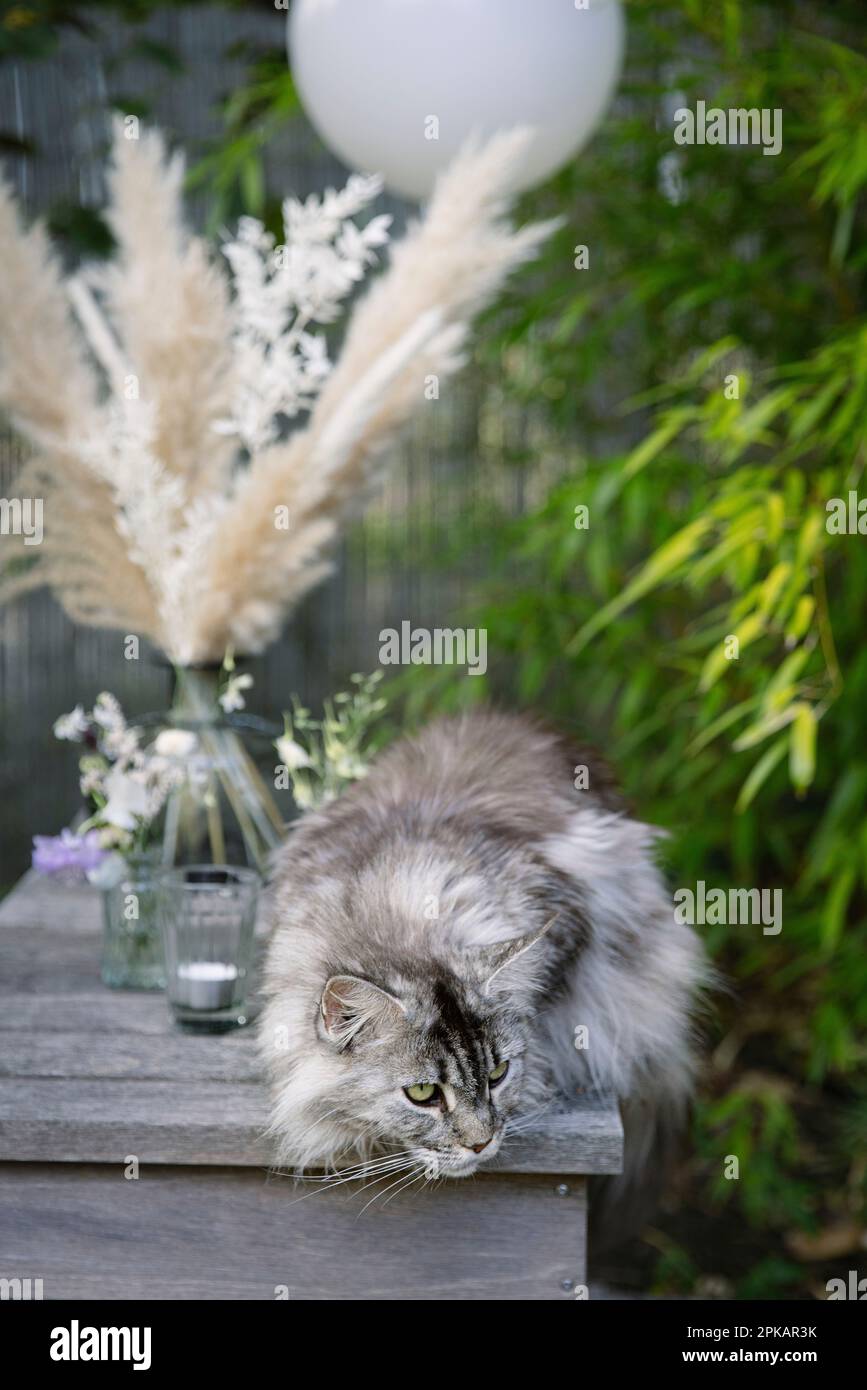 Gepflegte Katze auf Teakmöbeln im Garten, die etwas beobachtet Stockfoto