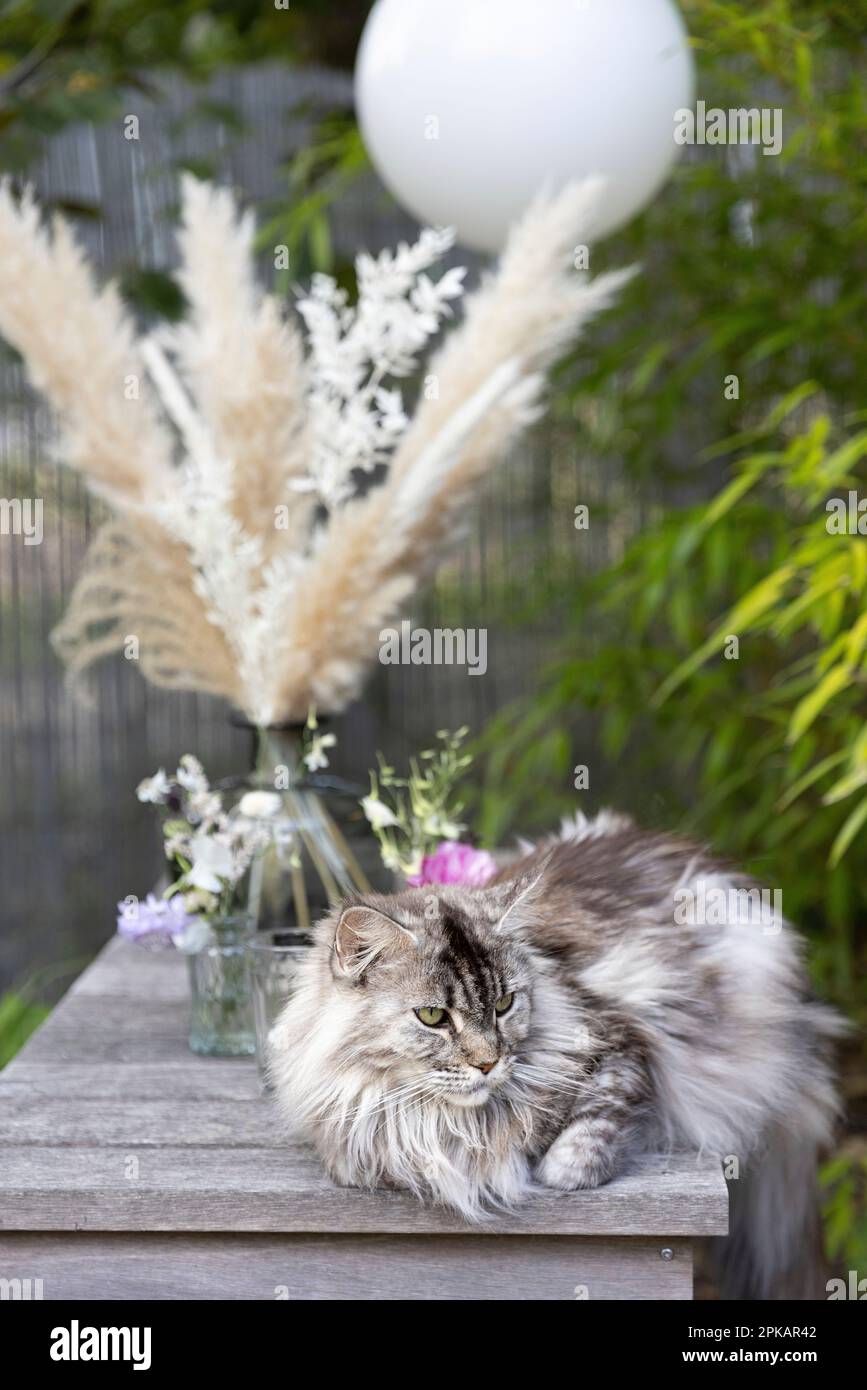 Gut gepflegte Katze, die im Garten auf Teakmöbeln ruht Stockfoto