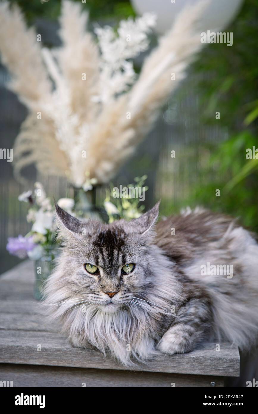 Gut gepflegte Katze, die im Garten auf einem Teaktisch ruht Stockfoto