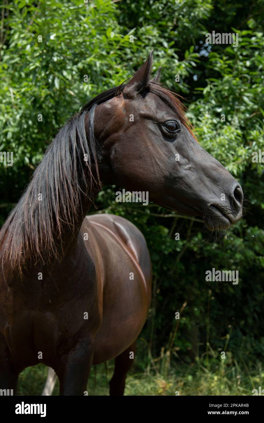 Ein Viertelpferd im Koppel schaut vorsichtig zur Seite Stockfoto