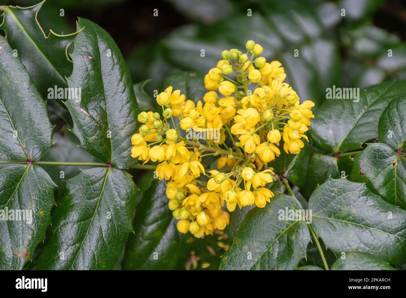 Ansammlung gelber Blüten auf dem immergrünen Strauch Mahonia aquifolium „Smaragd“ im Frühling Stockfoto