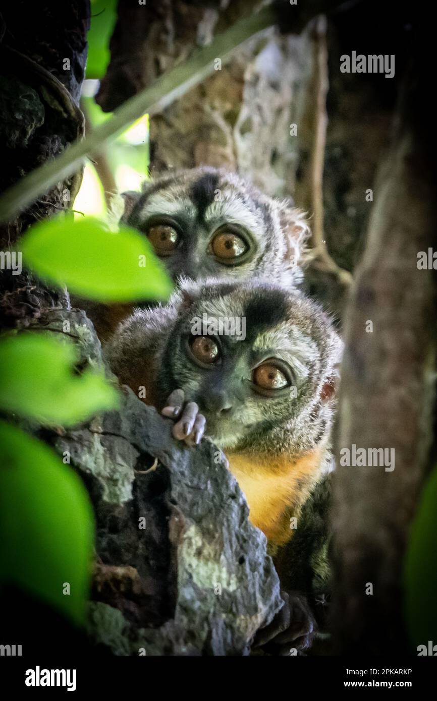 Night Monkeys (Aotus) im peruanischen Amazonas Stockfoto