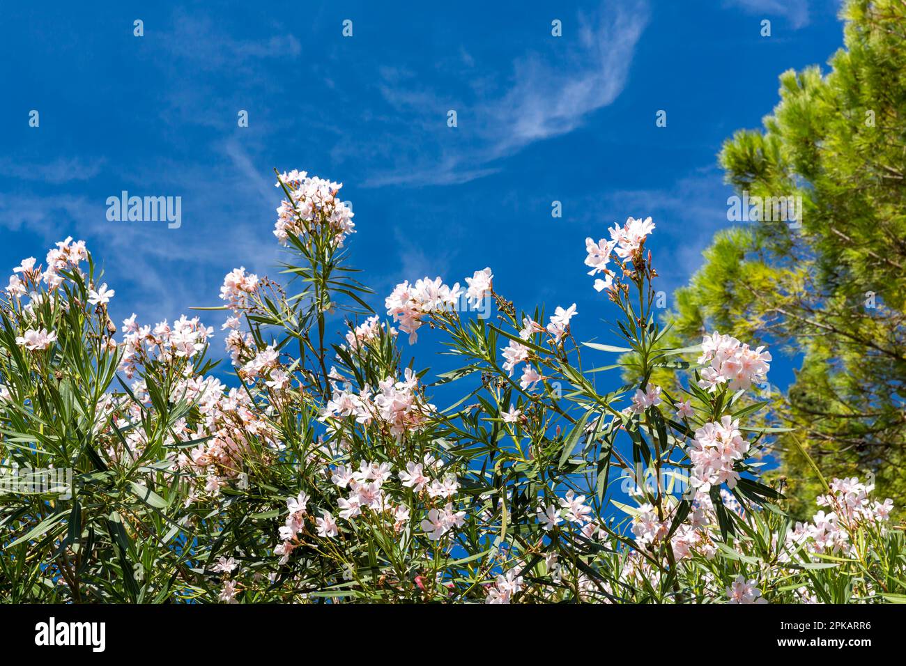 Oleander, Nerium Oleander, Sirmione, Gardasee, Italien, Europa Stockfoto