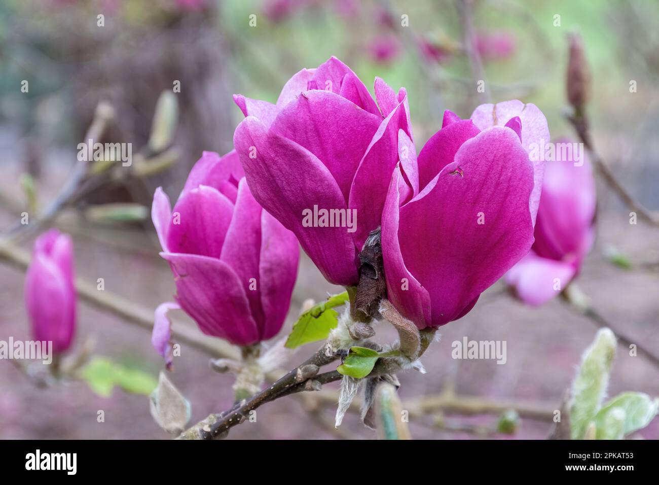 Rosarote Blüten oder Blüten des Baumes Magnolia „Margaret Helen“ Blüte im Frühling, Großbritannien Stockfoto