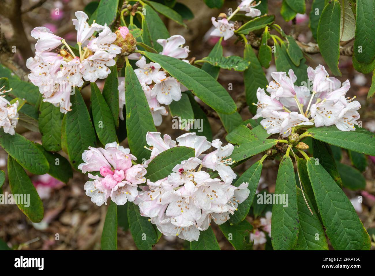 Weiße Blüten mit rosa Rhododendron uvarifolium var. Uvarifolium (auch Dinkelrhododendron uvariifolium var. Uvariifolium) im Frühling Stockfoto
