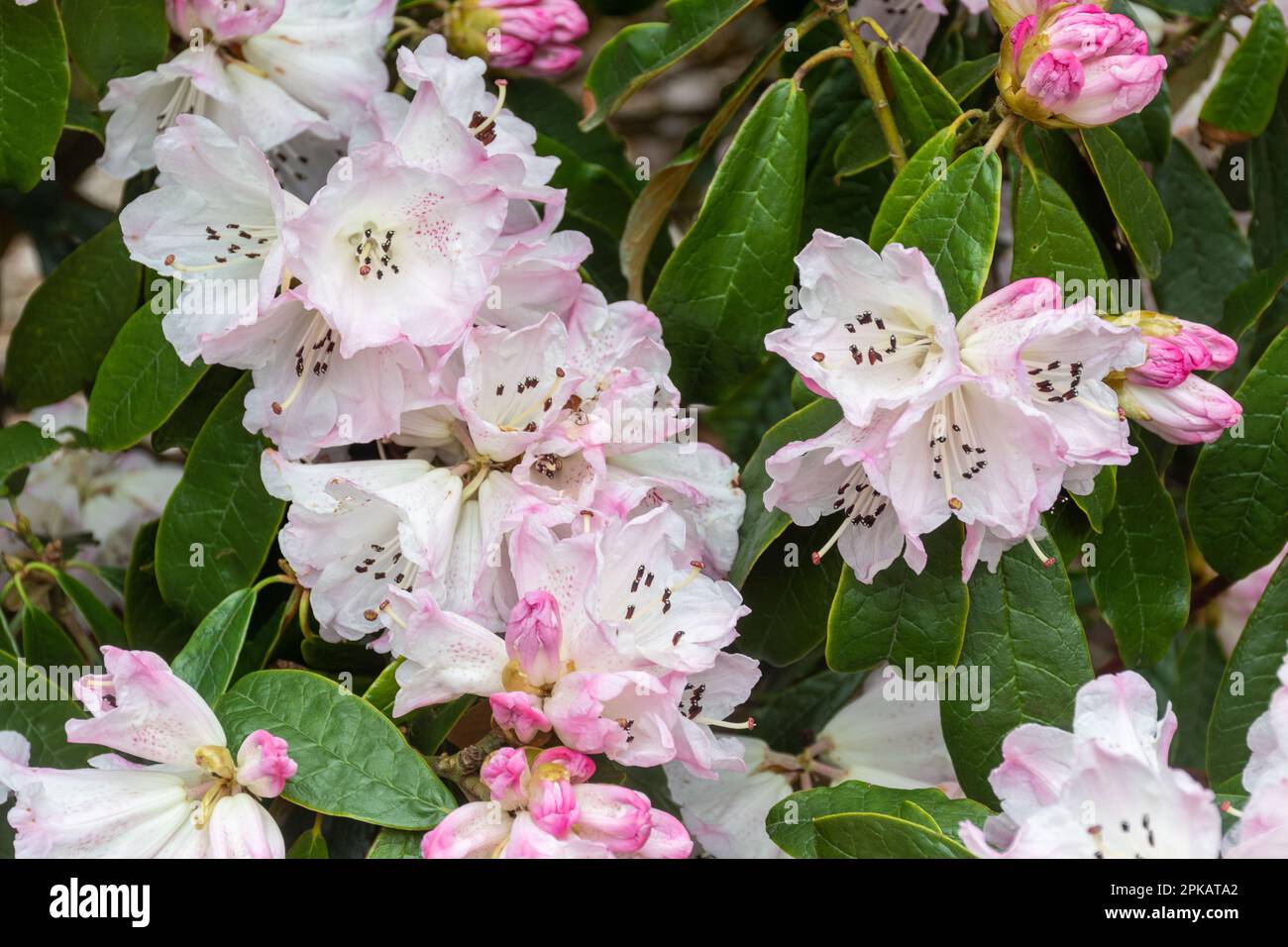 Rosafarbene und weiße gepunktete Blüten oder Blüten von Rhododendron coeloneuron ssp. Coeloneuron (Unterabschnitt Taliensia) blüht im Frühling, Großbritannien Stockfoto