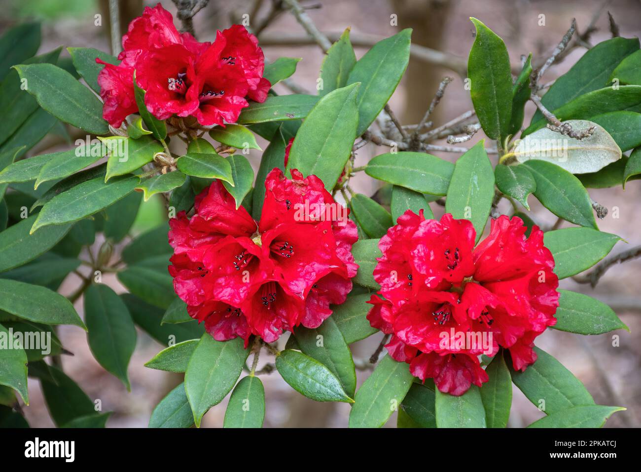 Rote Blüten oder Blüten des immergrünen Strauchs oder des kleinen Baumes Rhododendron ochraceum (Unterabschnitt Maculifera) im Frühling, Großbritannien Stockfoto