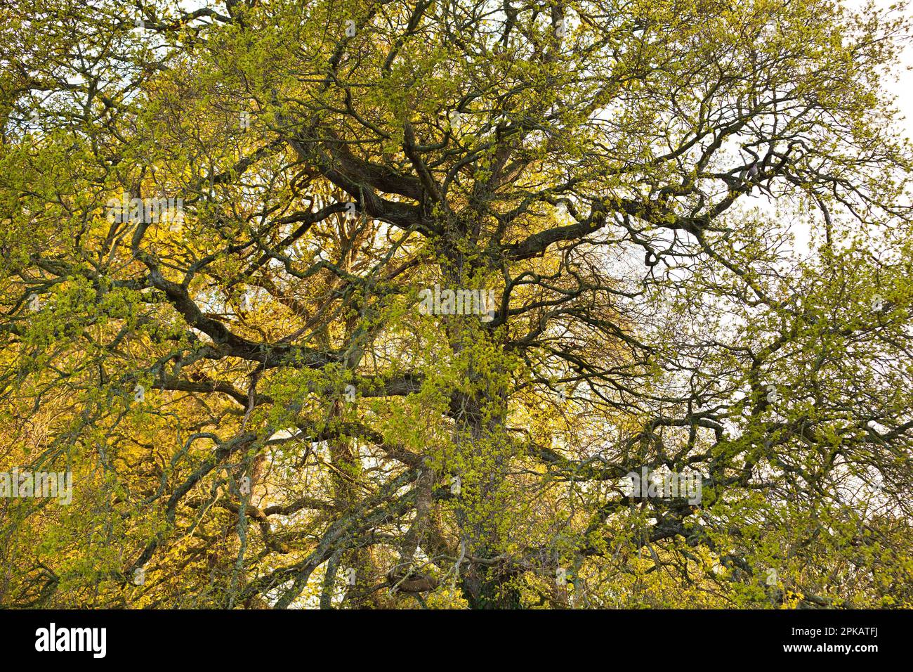 Aststruktur einer alten Eiche im Herbst Stockfoto