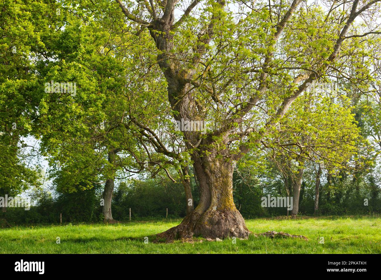 Alte esche -Fotos und -Bildmaterial in hoher Auflösung – Alamy
