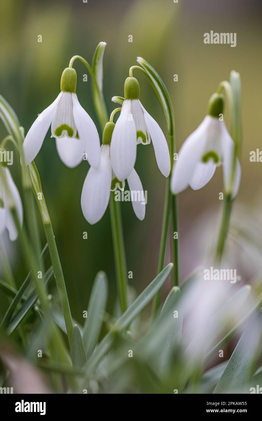 Ein Frühlingsbote, blühende Schneeglöckchen am Straßenrand in Wilhelmshaven, Niedersachsen, Deutschland Stockfoto